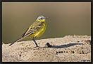 Gele Kwikstaart, Blue-headed Wagtail, Motacilla flava Location: Wierden, the Netherlands gele kwikstaart MG 3830 kopie